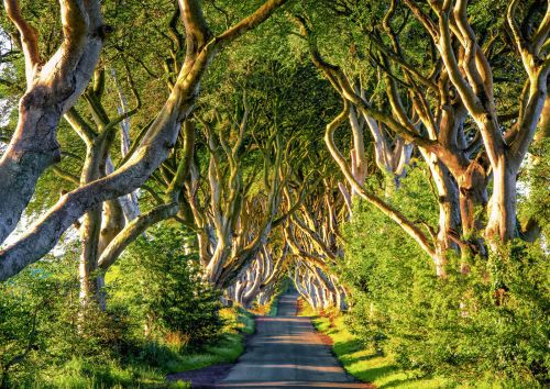 Alster-Karte Nr. 145: Weg