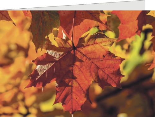 Herbstlaub mit individuellem Eindruck