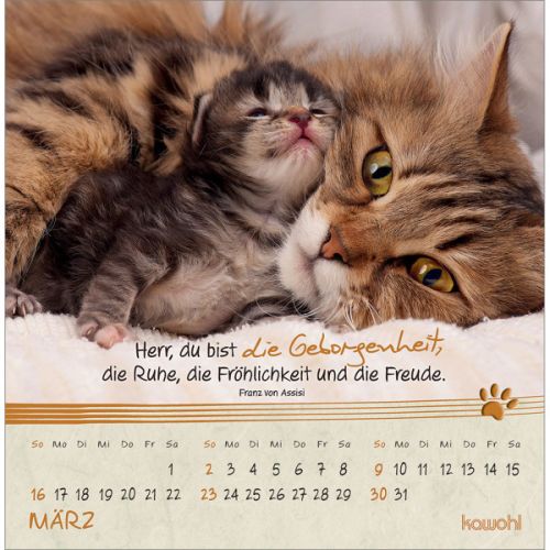 Kleine Katzen-Tatzen 2025