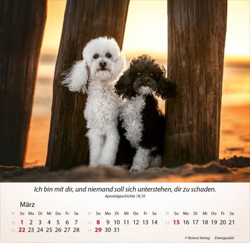 Hunde 2026 - Tischkalender