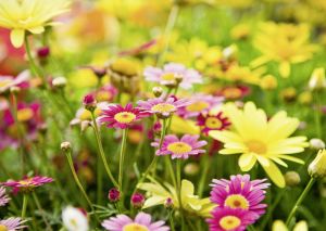 Alster-Karte Nr. 142 Blumenpracht