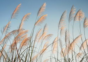 Alster-Karte Nr. 146: Bonhoeffer