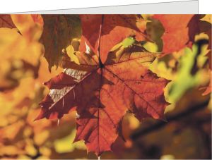 Herbstlaub mit individuellem Eindruck