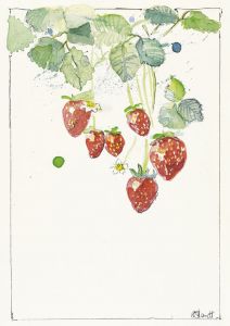 Erdbeeren, Postkarte