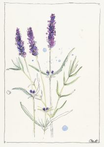 Lavendel, Postkarte